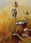 Archibald Thorburn Famous Paintings - Bluetits On A Teasel